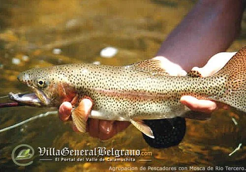Pesca de Trucha