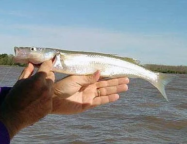 Pesca en Calamuchita