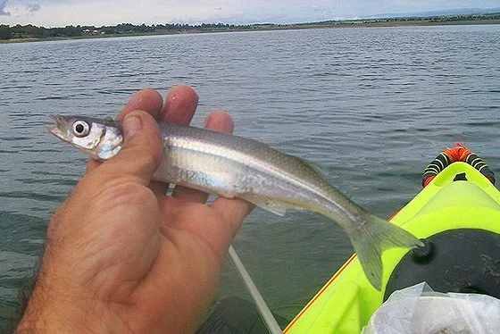 Pesca en el Lago los Molinos