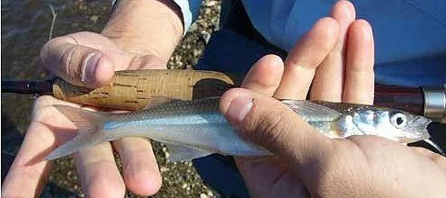 Pesca en el Lago los Molinos