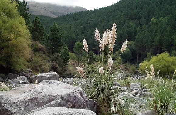 Los Reartes