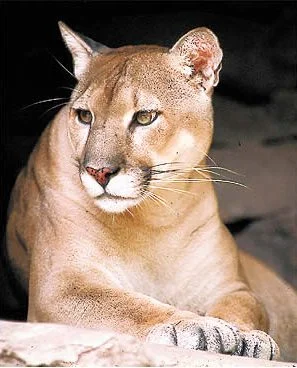 Reserva Faunística el Edén