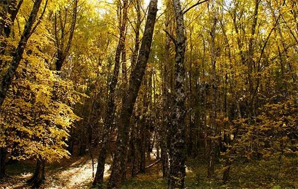 Vallecito de Abedul